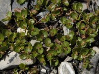 Salix herbacea, Snowbed Willow