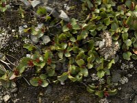 Salix herbacea 10, Saxifraga-Willem van Kruijsbergen