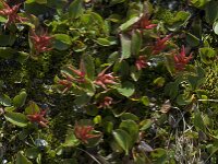 Salix herbacea 3, Saxifraga-Willem van Kruijsbergen