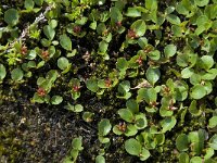 Salix herbacea 4, Saxifraga-Willem van Kruijsbergen