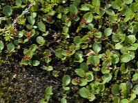 Salix herbacea 4, Saxifraga-Willem van Kruijsbergen