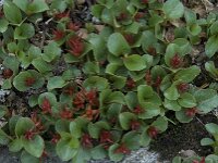 Salix herbacea 6, Saxifraga-Willem van Kruijsbergen