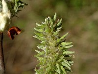 Salix laggeri