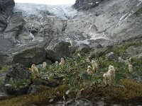 Salix lanata, Woolly Willow