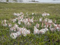 Salix lanata 10, Saxifraga-Willem van Kruijsbergen