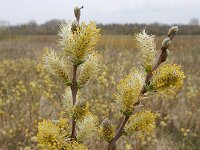Salix repens 33, Kruipwilg, Saxifraga-Ed Stikvoort