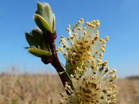 Salix repens 40, Kruipwilg, Saxifraga-Ed Stikvoort