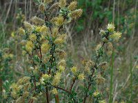 Salix repens 41, Kruipwilg, Saxifraga-Ed Stikvoort