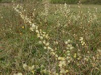 Salix repens 42, Kruipwilg, Saxifraga-Ed Stikvoort