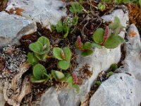 Salix reticulata 13, Saxifraga-Ed Stikvoort