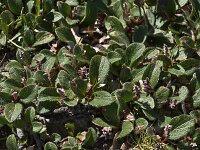 Salix reticulata 18, Saxifraga-Harry Jans