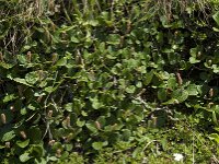 Salix reticulata 6, Saxifraga-Willem van Kruijsbergen