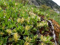 Salix retusa 10, Saxifraga-Ed Stikvoort