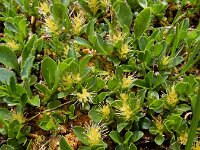 Salix retusa 13, Saxifraga-Ed Stikvoort