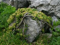 Salix retusa 15, Saxifraga-Dirk Hilbers