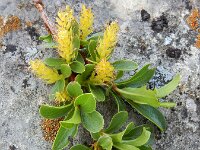 Salix retusa 9, Saxifraga-Ed Stikvoort