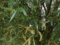 Salix triandra 11, Amandelwilg, Saxifraga-Ed Stikvoort