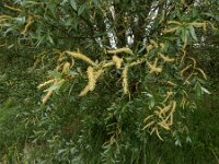 Salix triandra 9, Amandelwilg, Saxifraga-Ed Stikvoort