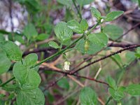 Salpichroa origanifolia