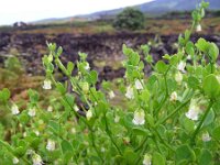 Salpichroa origanifolia 3, Saxifraga-Ed Stikvoort