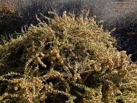 Salsola divaricata 1, Saxifraga-Ed Stikvoort