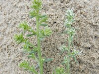 Salsola kali 12, Stekend loogkruid (left), Saxifraga-Ed Stikvoort