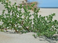 Salsola kali 3, Stekend loogkruid, Saxifraga-Ed Stikvoort