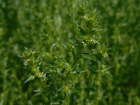 Salsola kali 4, Stekend loogkruid, Saxifraga-Ed Stikvoort