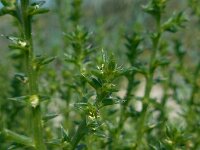 Salsola kali 5, Stekend loogkruid, Saxifraga-Ed Stikvoort