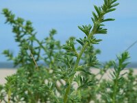 Salsola kali 6, Stekend loogkruid, Saxifraga-Ed Stikvoort