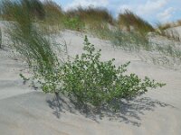 Salsola kali 7, Stekend loogkruid, Saxifraga-Ed Stikvoort