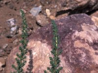 Salsola papillosa