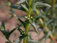 Salsola soda, Oppositeleaf Russian Thistle