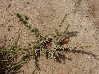 Salsola soda 6, Saxifraga-Ed Stikvoort