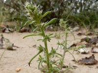 Salsola tragus 1, Zacht loogkruid, Saxifraga-Ed Stikvoort