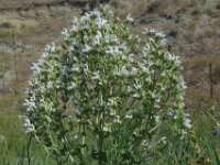 Salvia aethiopis 1, Saxifraga-Ed Stikvoort