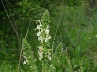 Salvia austriaca