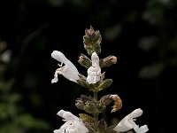 Salvia fruticosa