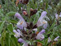 Salvia fruticosa 13, Saxifraga-Ed Stikvoort : Agia Marina s9900