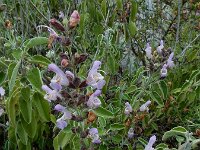 Salvia fruticosa 16, Saxifraga-Ed Stikvoort : Agia Marina s9900