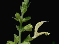 Salvia glutinosa, Sticky Clary
