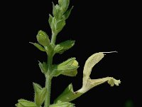 Salvia glutinosa, Sticky Clary