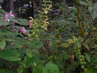 Salvia glutinosa 12, Saxifraga-Ed Stikvoort