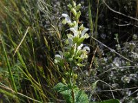 Salvia limbata