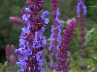 Salvia nemorosa 7, Bossalie, Saxifraga-Ed Stikvoort