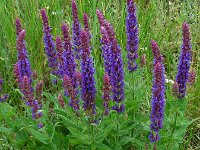 Salvia nemorosa 9, Bossalie, Saxifraga-Ed Stikvoort