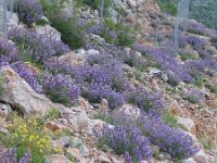 Salvia officinalis 1, Saxifraga-Jasenka Topic