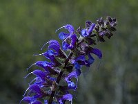 Salvia pratensis, Meadow Clary