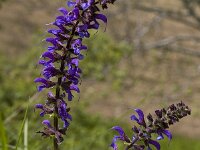 Salvia pratensis 2, Veldsalie, Saxifraga-Marijke Verhagen