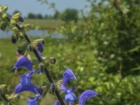 Salvia pratensis 22, Veldsalie, Saxifraga-Jan van der Straaten